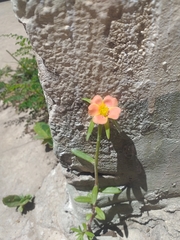 Portulaca cryptopetala