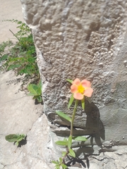 Portulaca cryptopetala