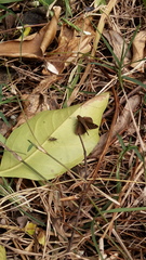Cymaenes odilia