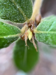 Andricus notholithocarpi