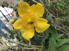 Hypericum × hidcoteense