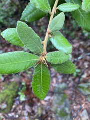 Andricus notholithocarpi