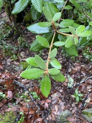 Andricus notholithocarpi