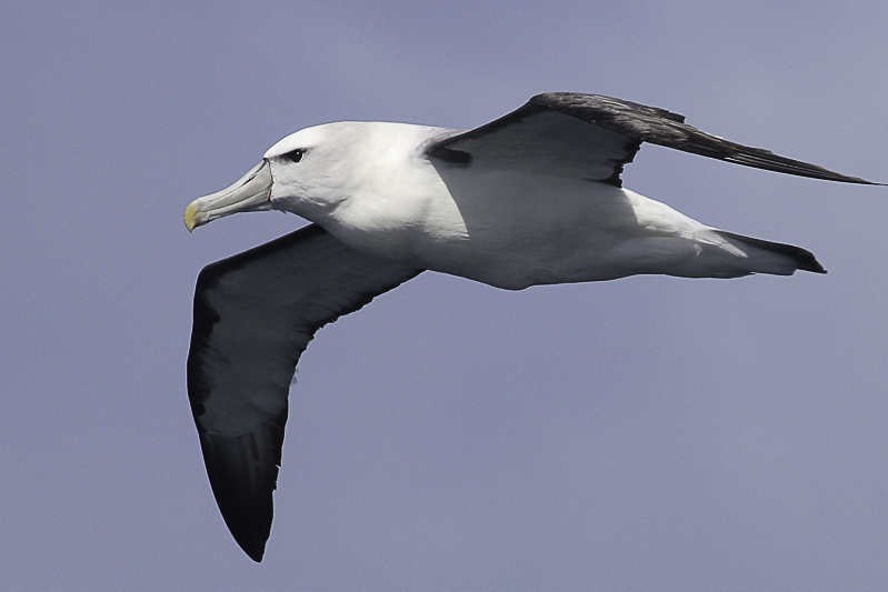 Shy Albatross