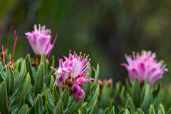 Bejaria