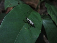 Chauliognathus flavolineatus