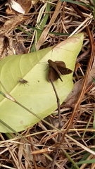 Cymaenes odilia