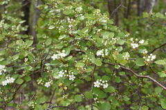 Crataegus chrysocarpa phoeniceoides