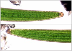 Closterium baillyanum