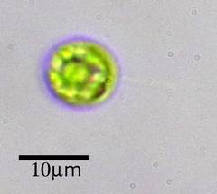 Chlamydomonadales