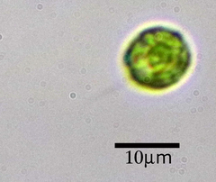 Chlamydomonadales