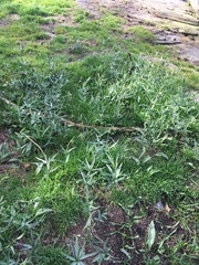 Fritillaria affinis affinis