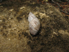 Bothriembryon kingii