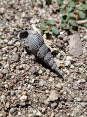 Cerithideopsis californica