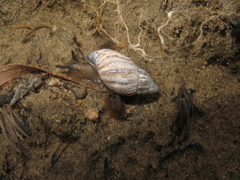 Bothriembryon kingii