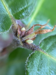 Andricus notholithocarpi