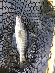 Micropterus cataractae