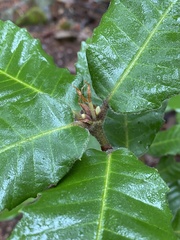 Andricus notholithocarpi