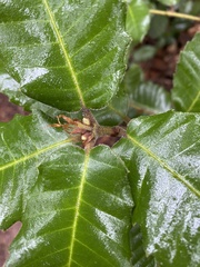 Andricus notholithocarpi