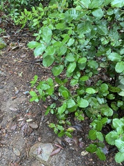 Andricus notholithocarpi