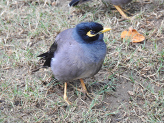 Acridotheres tristis