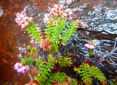 Erica strigosa