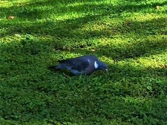 Columba palumbus palumbus