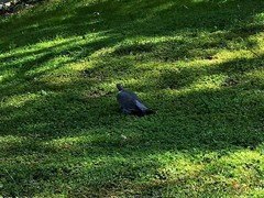 Columba palumbus palumbus