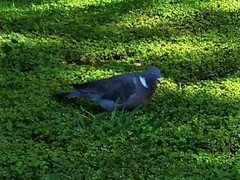 Columba palumbus palumbus