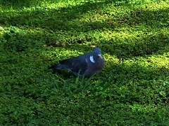 Columba palumbus palumbus