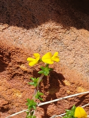 Aspalathus divaricata