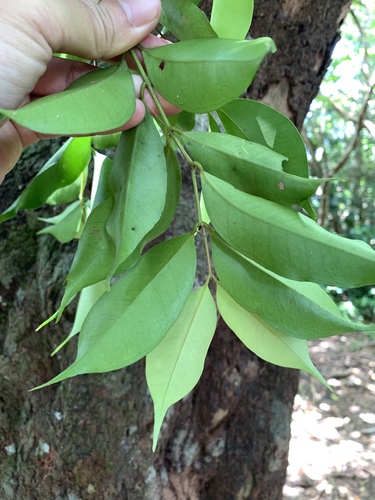 Syzygium acuminatissimum, photograph 3