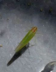 Dikraneura angustata