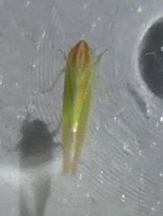 Dikraneura angustata