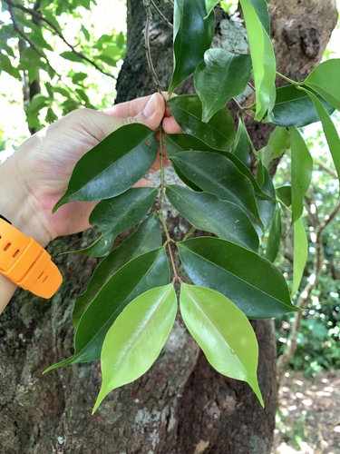 Syzygium acuminatissimum, photograph 4