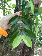 (c) 呂一起(Lyu yi-chi), some rights reserved (CC BY) Syzygium acuminatissimum, photograph (c) 呂一起(Lyu yi-chi), some rights reserved (CC BY)
