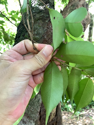 Syzygium acuminatissimum, photograph 6