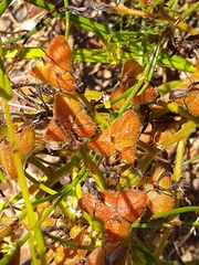 Wachendorfia multiflora