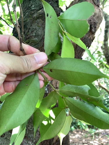 Syzygium acuminatissimum, photograph 5