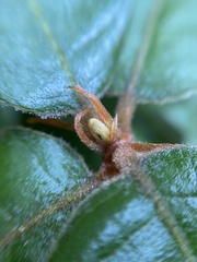 Andricus notholithocarpi