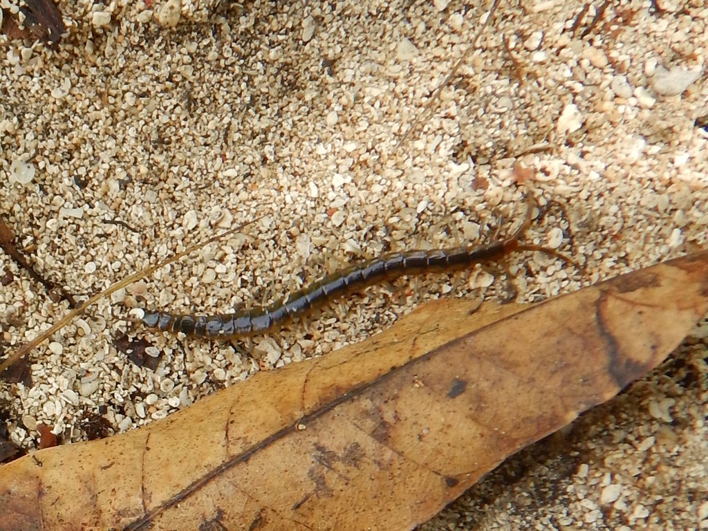 Cryptops niuensis