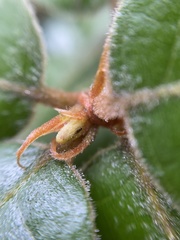 Andricus notholithocarpi