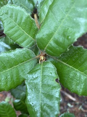 Andricus notholithocarpi