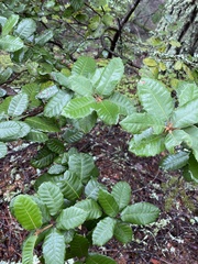 Andricus notholithocarpi