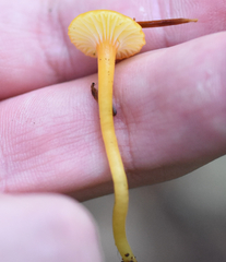 Hygrocybe parvula