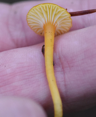 Hygrocybe parvula