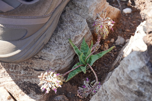 Ledebouria luteola