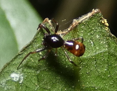 Micrathena evansi