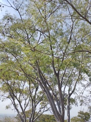 Conzattia multiflora