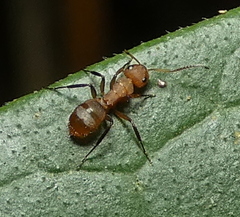 Myrmocladoecus
